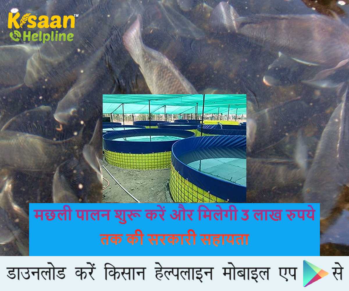 मछली पालन शुरू करें और मिलेगी 3 लाख रुपये तक की सरकारी सहायता, जानिए आवेदन करने की प्रक्रिया और अन्य विवरण